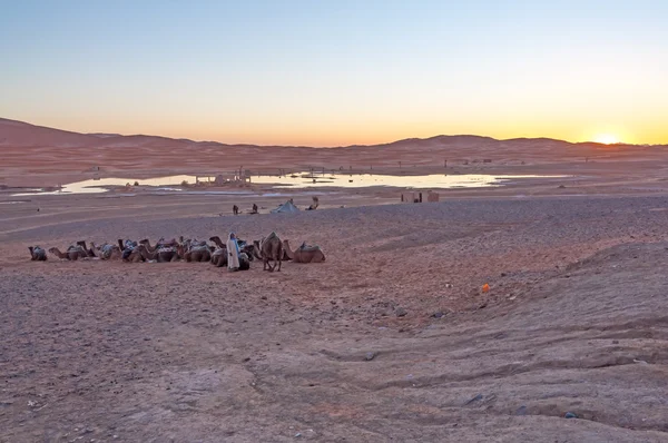 Campamento beduino en el desierto del Sahara en Marruecos, África — Foto de Stock