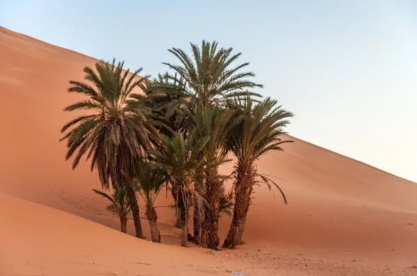 Data palmeiras no deserto do Saara. Marrocos, África — Fotografia de Stock