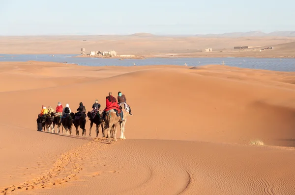 Camel caravan with tourists in the sahara desert — Stock Photo, Image