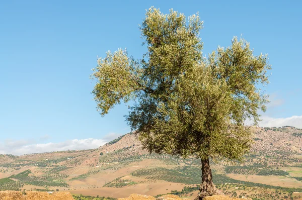 Olive tree in Morocco, Africa — Stock Photo, Image