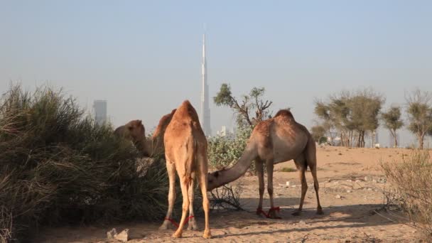 Camelos em Dubai — Vídeo de Stock