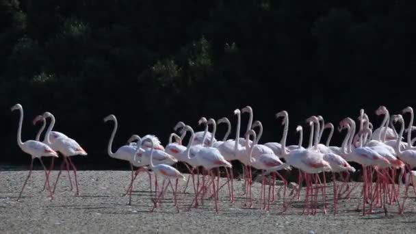 Flamingoes — Stock Video