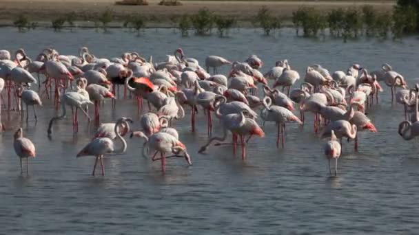 Flamingos em Dubai — Vídeo de Stock