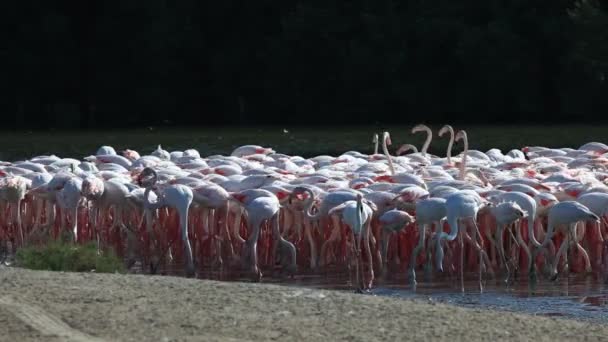 Flamingos em Dubai — Vídeo de Stock