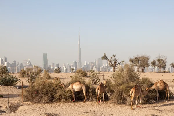 Des chameaux dans le désert de Dubaï. Burj Khalifa en arrière-plan. Dubai, Émirats arabes unis — Photo