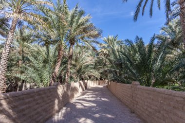 Palm Trees in the Al Ain Oasis, Emirate of Abu Dhabi, UAE clipart