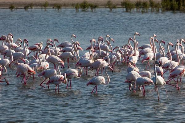 Flamengos Maiores no Ras al Khor Wildlife Sanctuary em Dubai, Emirados Árabes Unidos — Fotografia de Stock