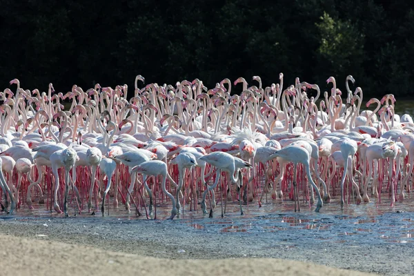 Große Flamingos im Naturschutzgebiet ras al khor in Dubai, Vereinigte Arabische Emirate — Stockfoto