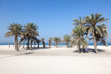UMM AL QUWAIN, UAE - DEC 20: Beautiful beach with palm trees in Umm Al Quwain. December 20, 2014 in Umm Al Quwain, UAE clipart