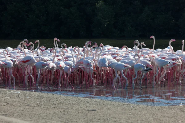 Große Flamingos im Naturschutzgebiet ras al khor in Dubai, Vereinigte Arabische Emirate — Stockfoto