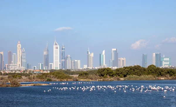 与 falmingos 在前景，阿拉伯联合酋长国迪拜的天际线 — 图库照片