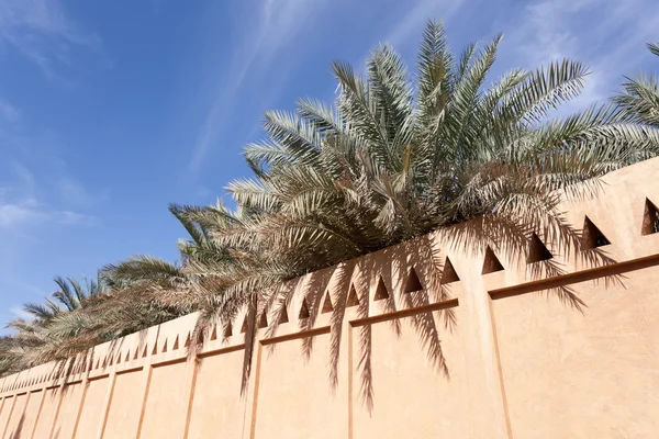 Palmy v Al Ain Oasis, emirát Abu Dhabi, Spojené arabské emiráty — Stock fotografie