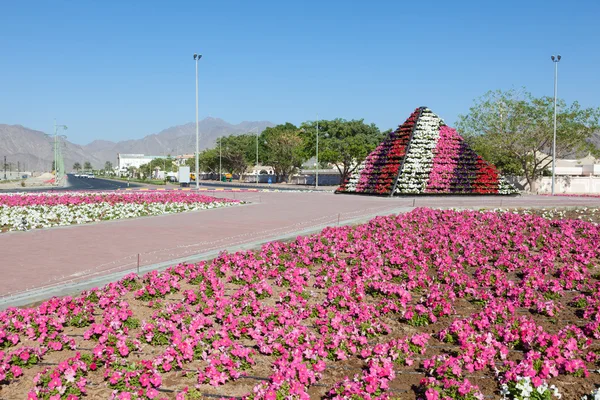 Cama de flores na cidade de Fujairah, Emirados Árabes Unidos — Fotografia de Stock