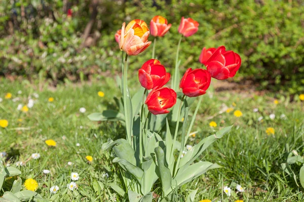 Des tulipes rouges dans le parc de la ville — Photo