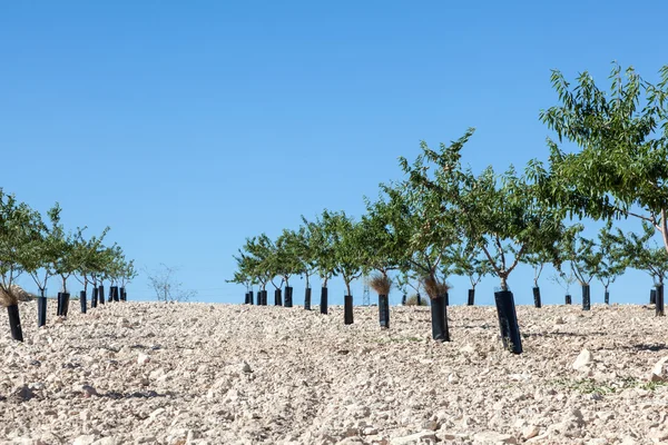 Plantação de pessegueiros — Fotografia de Stock