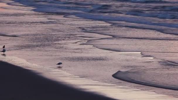 North Sea beach — Stock Video