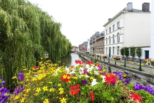 Blommor vid floden i Gent, Belgien — Stockfoto