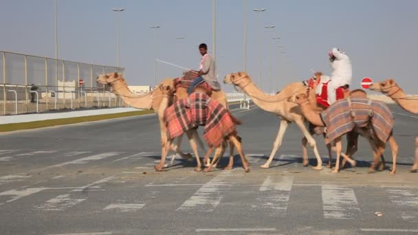 Racing kamelen oversteken van de straat in Qatar — Stockvideo