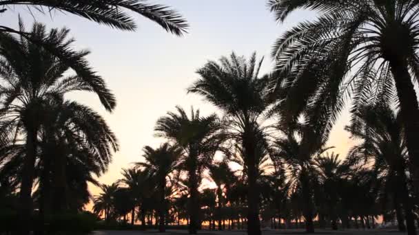 Gün batımında palmiye ağaçları — Stok video