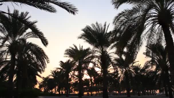 Palmeras al atardecer — Vídeos de Stock