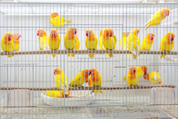 Birds for sale at Souq Waqif, Doha