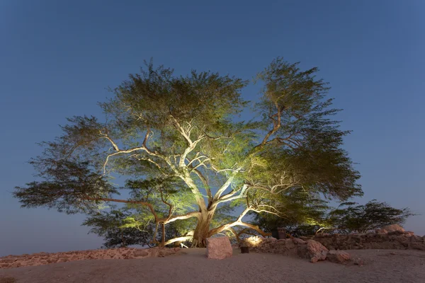 Tree of Life, Bahrain — Stock Photo, Image