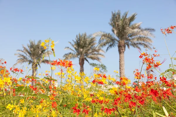 Flowers in Doha, Qatar — Stock Photo, Image