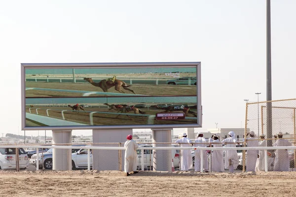 Camel race in Doha, Qatar — Stockfoto