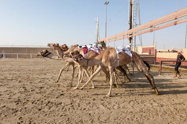 Race camels in Doha, Qatar — Stok fotoğraf