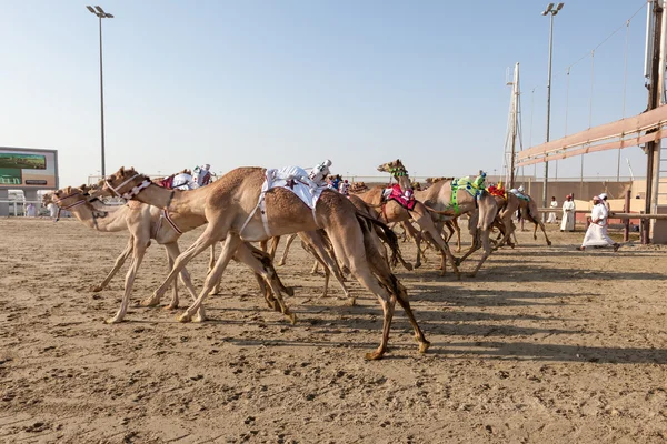Gara di cammelli a Doha, Qatar — Foto Stock