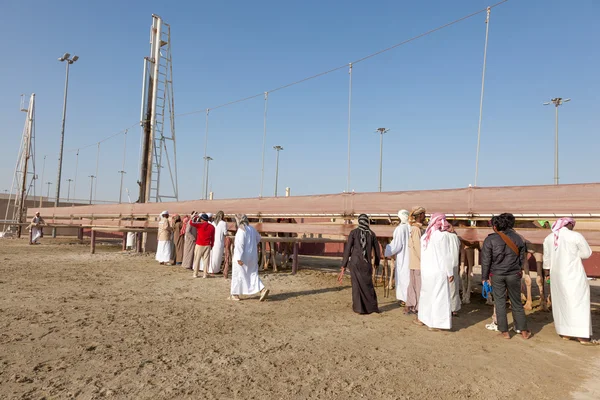 Ипподром на верблюдах в Осаке, Катар — стоковое фото