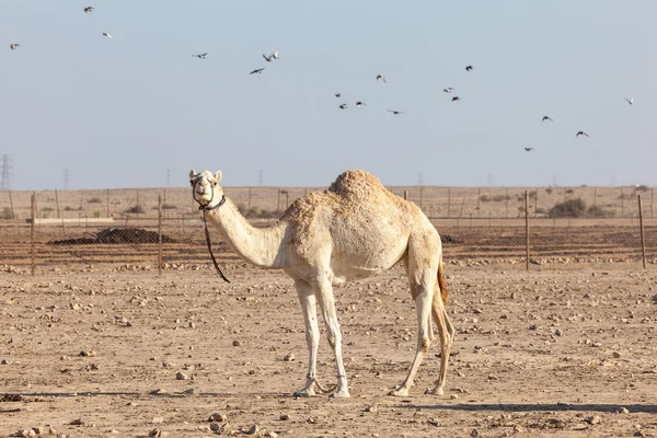 Camel no Qatar — Fotografia de Stock