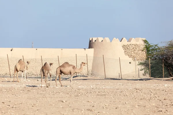 Granja de camellos en Qatar — Foto de Stock