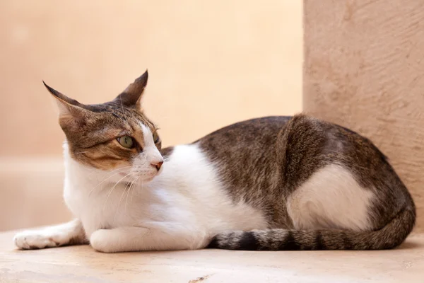 Gato em Nizwa, Omã — Fotografia de Stock