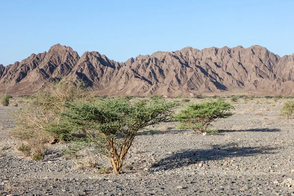 Paisaje en Omán — Foto de Stock