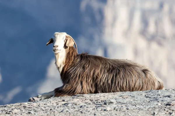 Goat in Oman — Stock Photo, Image