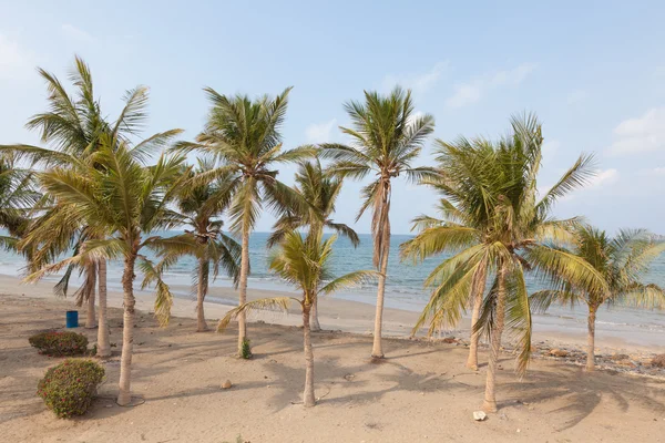 Palmeras en la playa de Omán — Foto de Stock