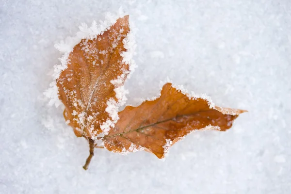 Feuilles congelées — Photo