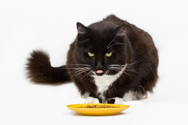 Cat and his food — Stock Photo, Image