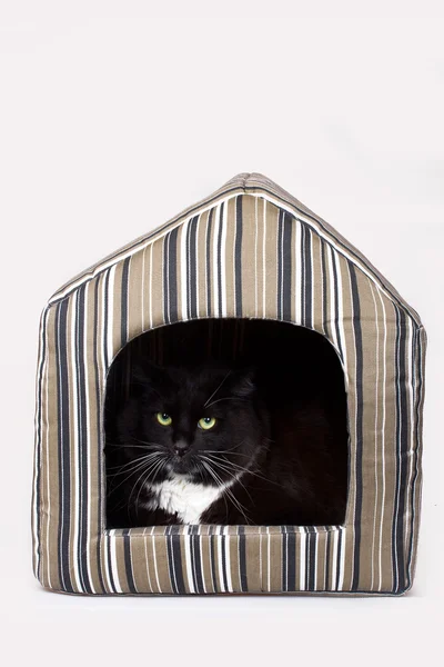 Cat in his house — Stock Photo, Image