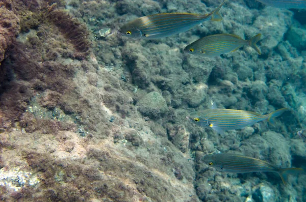 Ein Schwarm Salpa Fische Auf Dem Felsigen Grund — Stockfoto