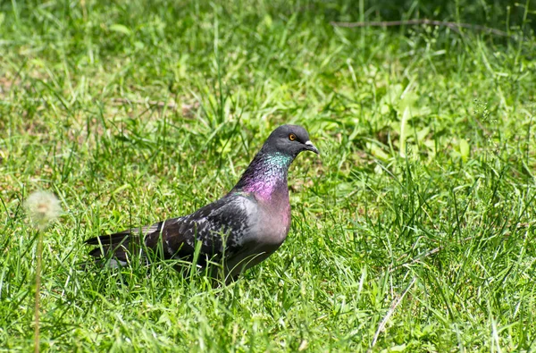 One Rock Dove Sits Green Grass — Stock Photo, Image