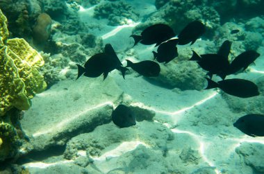 Deniz tabanında bir siyah cerrah balığı sürüsü