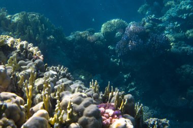 Denizdeki mercan resiflerinin sualtı manzarası 