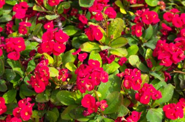 Bir sürü parlak kırmızı yosun çiçeği 