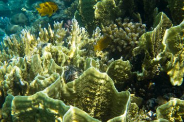 Bright yellow corals at the bottom of the sea 
