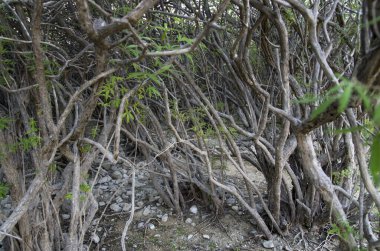 Ormandaki mistik çalılıklar, ağaç gövdeleri