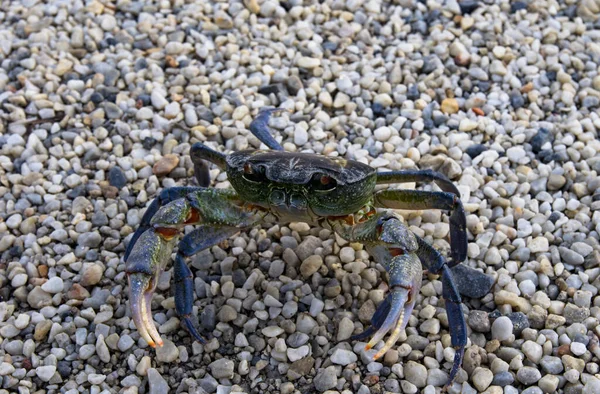 Sladkovodní Krab Malých Kamenech Potamone — Stock fotografie