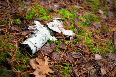 Yolda huş ağacından bir kütüğe dokunulmamış. Sonbaharda vahşi orman zemini