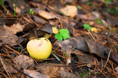 Güz sahnesi Gri mantar büyüyen zemin ve sarı elma kapatın